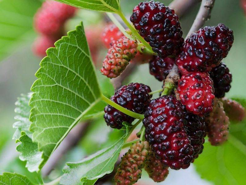 Шелковица купить саженцы из питомнике в Курске
