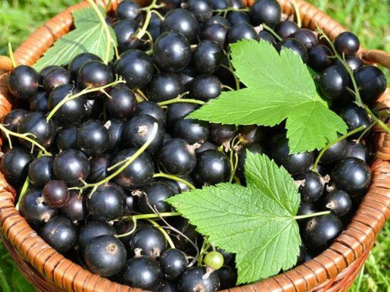 Смородина купить саженцы из питомника в Курске