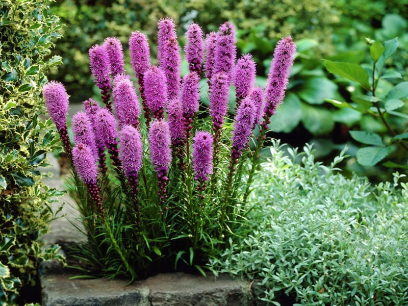 Многолетники купить саженцы из питомника в Курске
