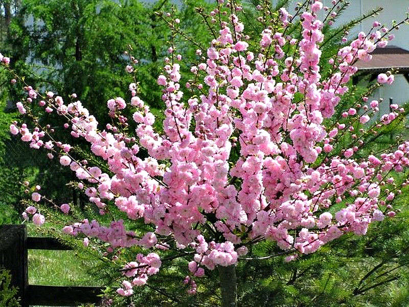 Миндаль купить саженцы из питомника в Курске