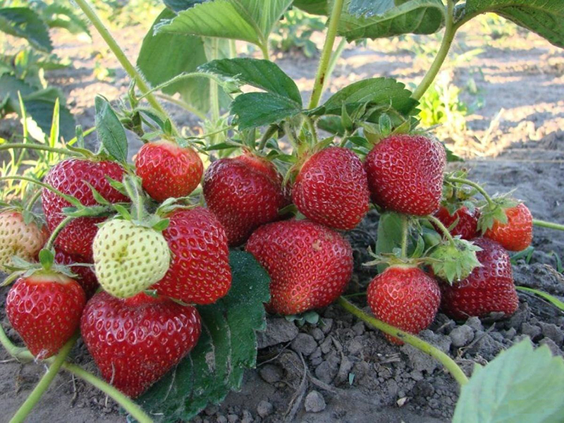Клубника купить саженцы из питомника в Курске