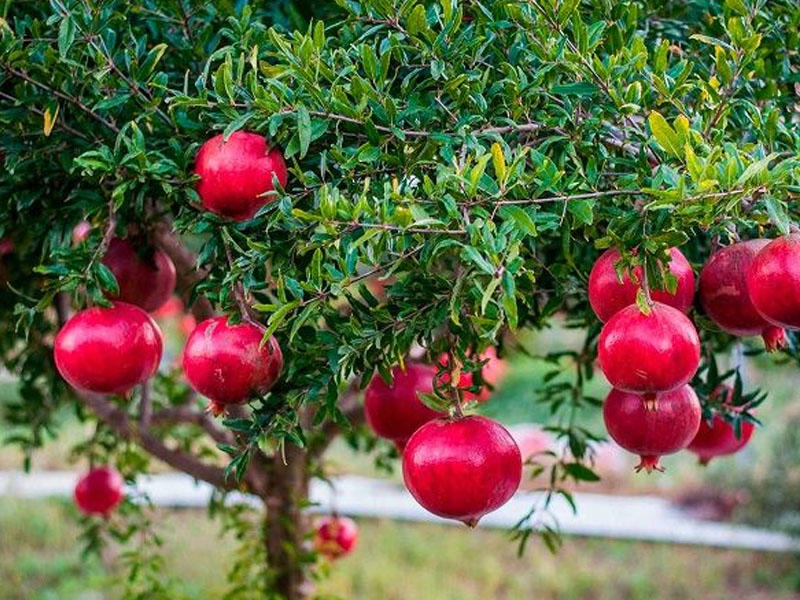 Гранат купить саженцы из питомника в Курске