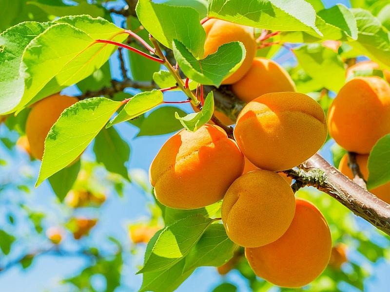 Абрикос купить саженцы из питомнике в Курске