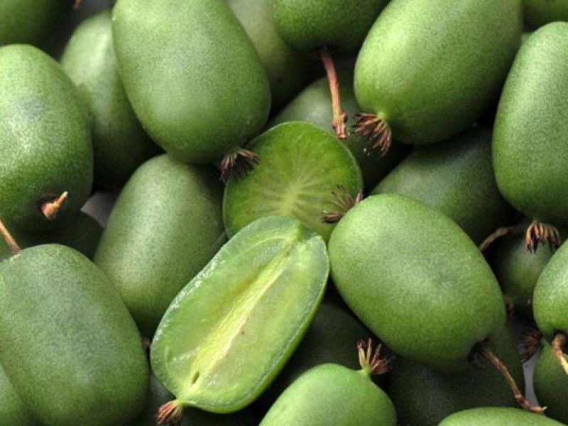Актинидия купить саженцы из питомнике в Курске