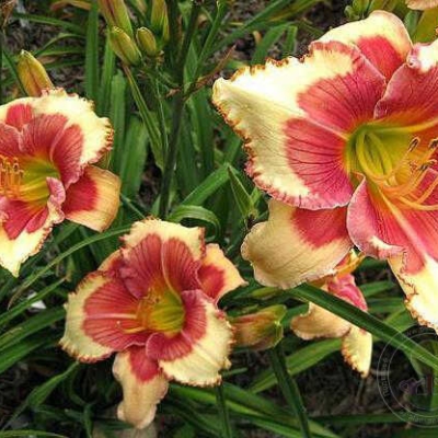 Лилейник "ХЕЛЛОУ СКРИМЕР"