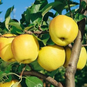 Яблоня "ГОЛДЕН ДЕЛИШЕС"