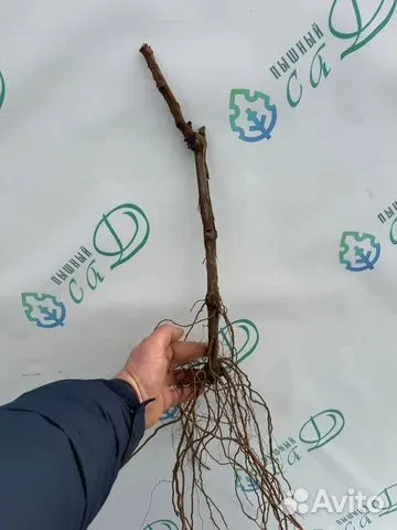 Виноград "СОВИНЬОН БЛАН"